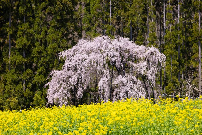 坪井しだれ桜_(4)