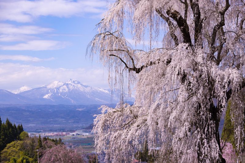 水中しだれ桜_(9)